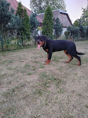 Vând femelă Rottweiler  - imagine 3