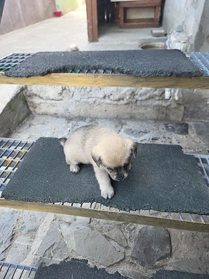 vind bișon 