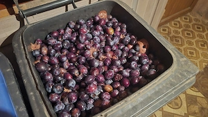 Vand Prune 