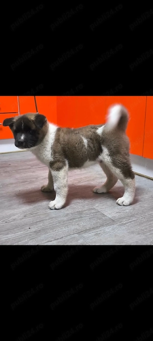 Akita American 