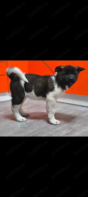 Akita American 