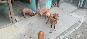 Vând purcei Landrace și Duroc - imagine 4