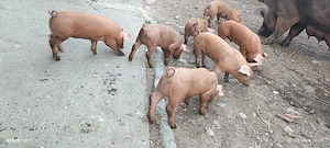 Vând purcei Landrace și Duroc - imagine 2
