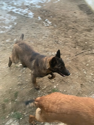 urgent ciobanesc belgian de 1 an si 3 luni - imagine 4