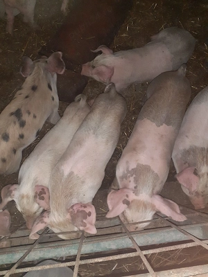 purcei marele alb cu duroc - imagine 2