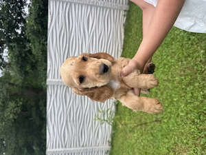 Cățeluși Cocker Spaniel 