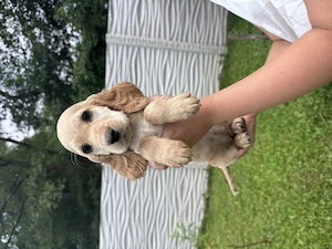 Cățeluși Cocker Spaniel 