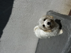 Vând bichon maltez - imagine 2