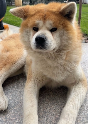 Caut partenera Akita Inu mascul cu pedigree - imagine 4
