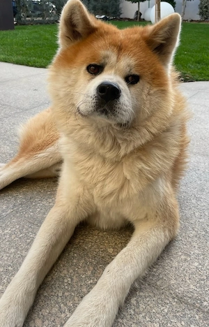 Caut partenera Akita Inu mascul cu pedigree - imagine 3