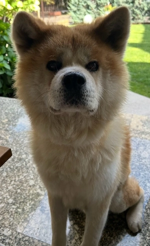 Caut partenera Akita Inu mascul cu pedigree
