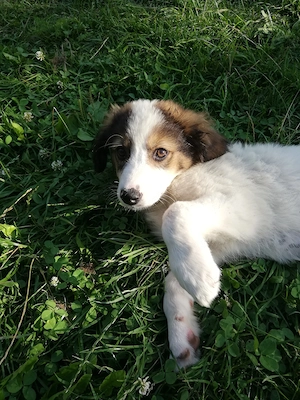 adoptie catel metis alb cu maro - imagine 4