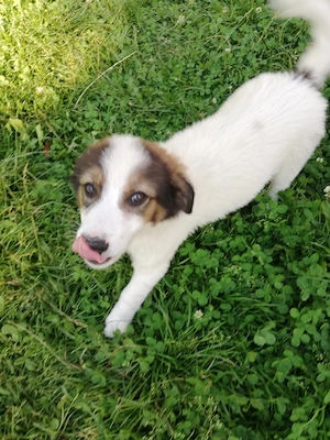 adoptie catel metis alb cu maro