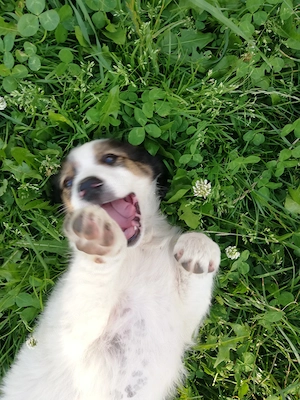 adoptie catel metis alb cu maro - imagine 3
