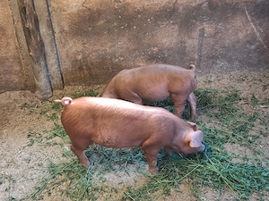 Scrofite duroc rasa pura