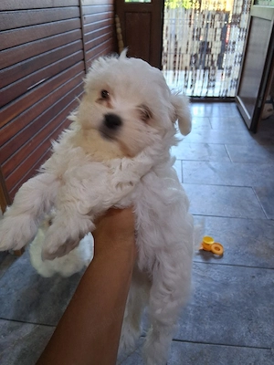 De vânzare Bichon Maltez 4 la nr.