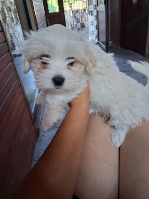 De vânzare Bichon Maltez 4 la nr.