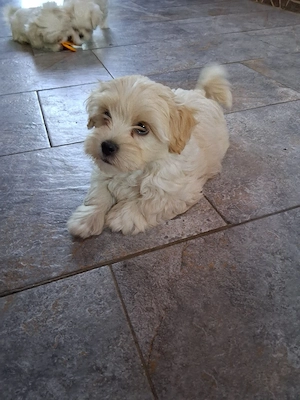 De vânzare Bichon Maltez 4 la nr. - imagine 3