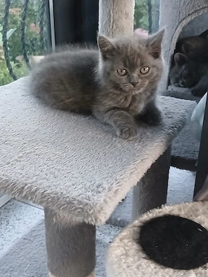 Pui de pisică British Shorthair Blue  - imagine 2