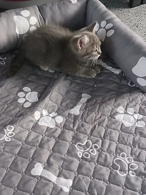 Pui de pisică British Shorthair Blue  - imagine 3