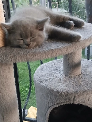 Pui de pisică British Shorthair Blue  - imagine 4
