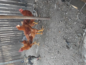 Pui românești... - imagine 2
