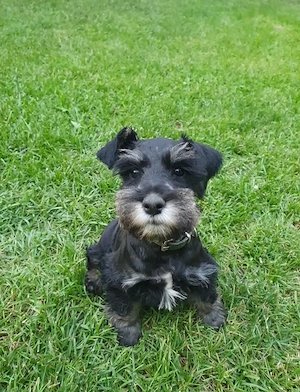Schnauzer Pitic