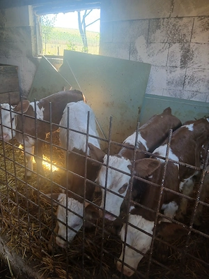 Disponibil 2 taurasi si 2 vitele de 2 saptamni si de 3 saptamni - imagine 4