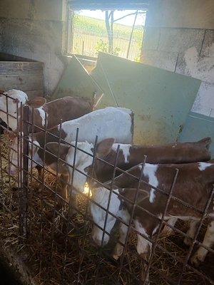 Disponibil 2 taurasi si 2 vitele de 2 saptamni si de 3 saptamni - imagine 2