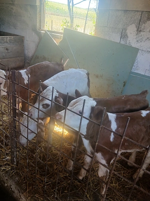 Disponibil 2 taurasi si 2 vitele de 2 saptamni si de 3 saptamni - imagine 5
