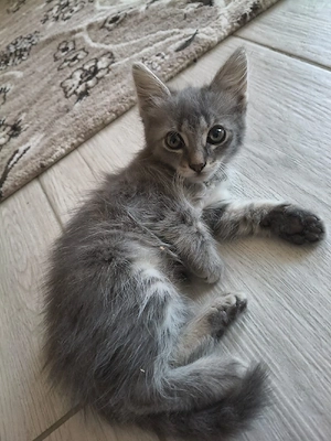 pisici siberian - imagine 3