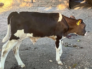 Vand tauras de două luni 2700 lei