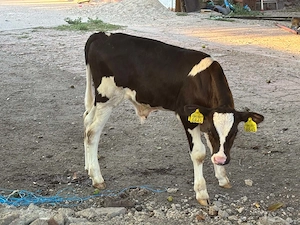 Vand tauras de două luni 2300 lei