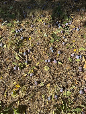 vand prune pentru rachiu