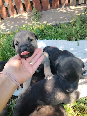 Spre adoptie 