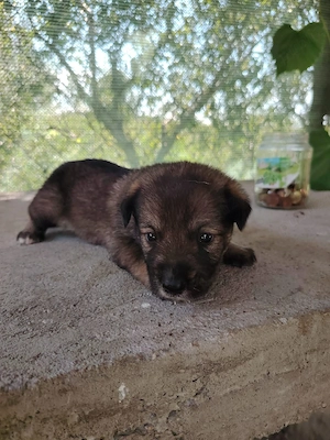 Spre adoptie  - imagine 3