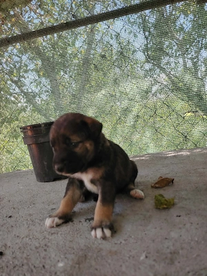 Spre adoptie  - imagine 4