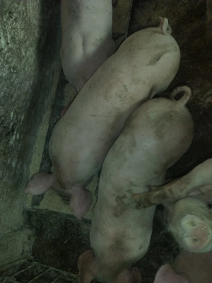 Purcei de rasa de vânzare 