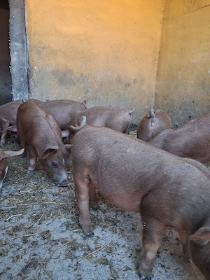 de vanzare 8 purcei de 9 saptamani - imagine 3