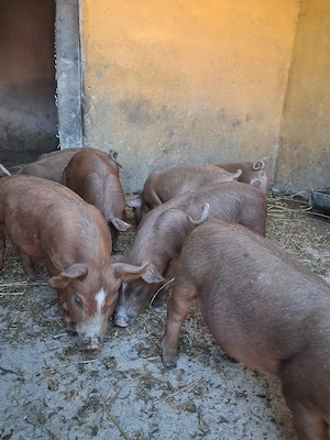 de vanzare 8 purcei de 9 saptamani - imagine 2