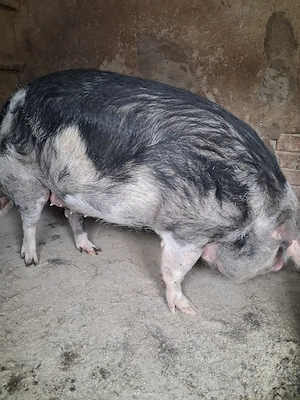 de vanzare scroafă nefătată 200...210 kg  - imagine 4