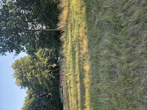 Vând teren Intravilan  de casă în Recea Maramures - imagine 2