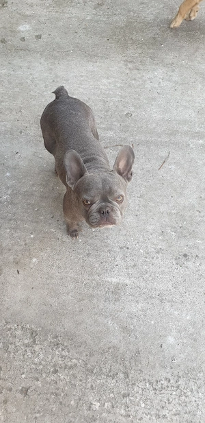 Bulldog francez, femela plus un mascul,puiul ei - imagine 3