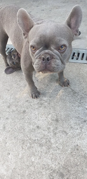 Bulldog francez, femela plus un mascul,puiul ei - imagine 4