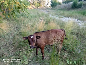 Vând vaca cu vițel lângă ea  - imagine 5