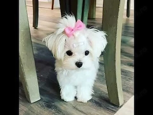 Bichon Maltese catei rasa pura cu Factura-Garantie-Microcip- TRANSPORT GRATUIT la Bucuresti