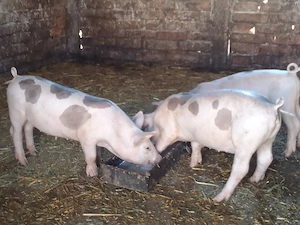 Vând purcei landrace și petrain! - imagine 3