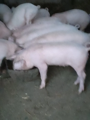 Vând purcei landrace și petrain!