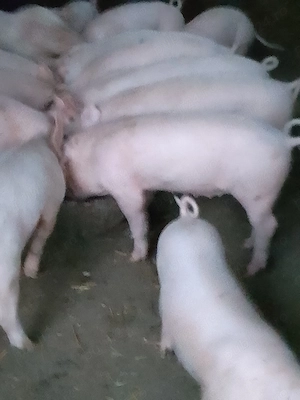 Vând purcei landrace și petrain! - imagine 4