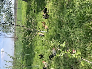 Teren Baldovinesti olt